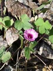 Ipomoea grandifolia