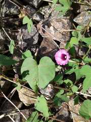 Ipomoea grandifolia