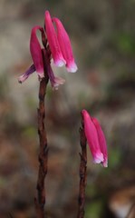 Watsonia aletroides