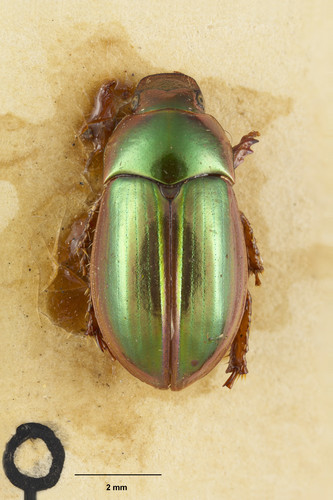 Pyronota splendens