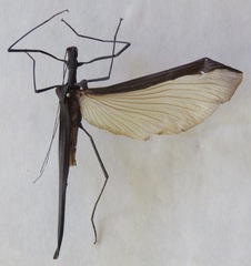 Pseudophasma unicolor