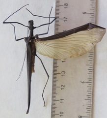 Pseudophasma unicolor