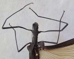 Pseudophasma unicolor