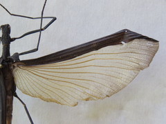 Pseudophasma unicolor