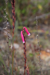 Watsonia aletroides