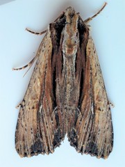 Apamea verbascoides