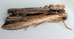 Apamea verbascoides