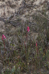 Watsonia aletroides