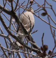 Accipiter cooperii