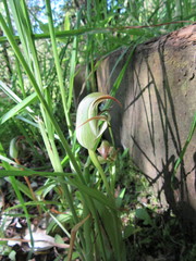 Pterostylis areolata