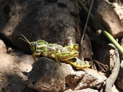 Pamphagus marmoratus