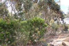 Hakea drupacea