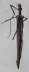 Pseudophasma unicolor