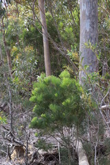 Hakea drupacea