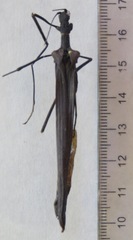 Pseudophasma unicolor