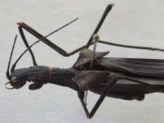 Pseudophasma unicolor