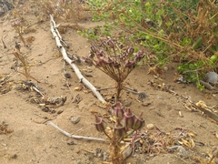 Alstroemeria recumbens