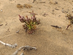 Alstroemeria recumbens
