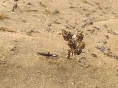 Alstroemeria recumbens