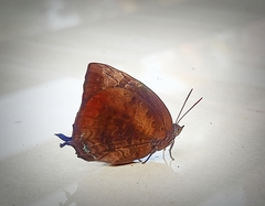 Arhopala centaurus pirama