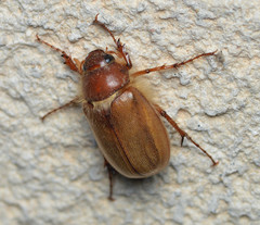 Phyllophaga tristis