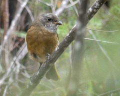 Pachycephala olivacea