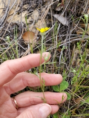 Pseudobahia heermannii