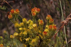 Leucadendron laxum