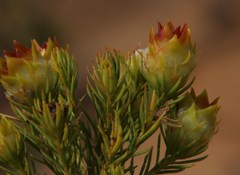 Leucadendron laxum
