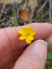 Pseudobahia heermannii