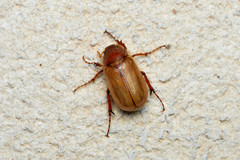 Phyllophaga tristis