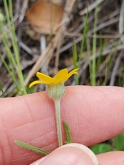 Pseudobahia heermannii