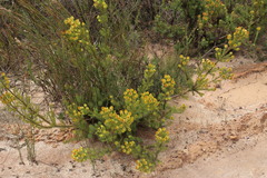 Leucadendron laxum
