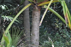 Pandanus furcatus