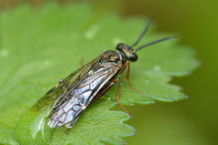 Macroxyela aenea