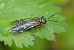 Macroxyela aenea