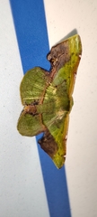 Fascellina plagiata