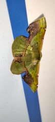Fascellina plagiata