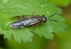 Macroxyela aenea