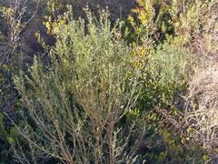 Genista linifolia