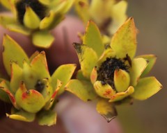 Leucadendron stelligerum