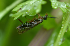Macroxyela aenea