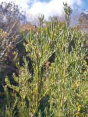 Genista linifolia