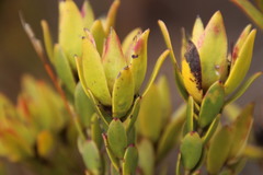 Leucadendron stelligerum