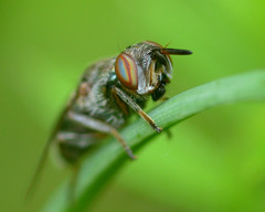 Senopterina foxleei