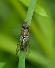 Senopterina foxleei