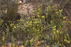 Leucadendron stelligerum