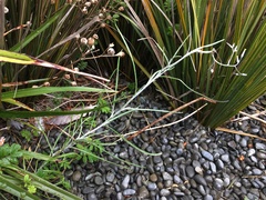 Senecio quadridentatus