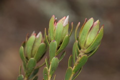 Leucadendron stelligerum