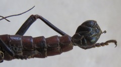 Autolyca herculeana